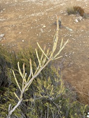 Carmichaelia crassicaulis