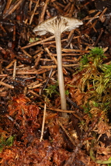 Hydropus praedecurrens