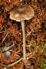 Hydropus praedecurrens