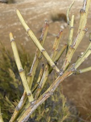 Carmichaelia crassicaulis