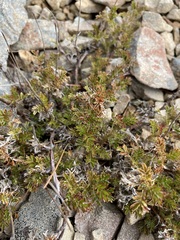 Acaena glabra