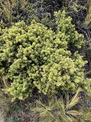 Podocarpus nivalis