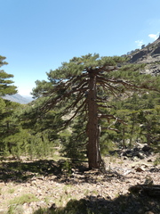 Pinus nigra laricio