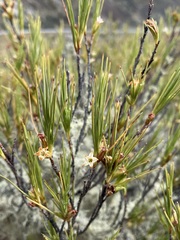 Dracophyllum