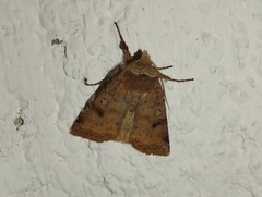 Cerastis faceta