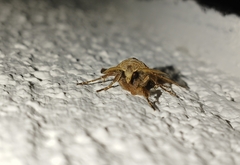 Cerastis faceta