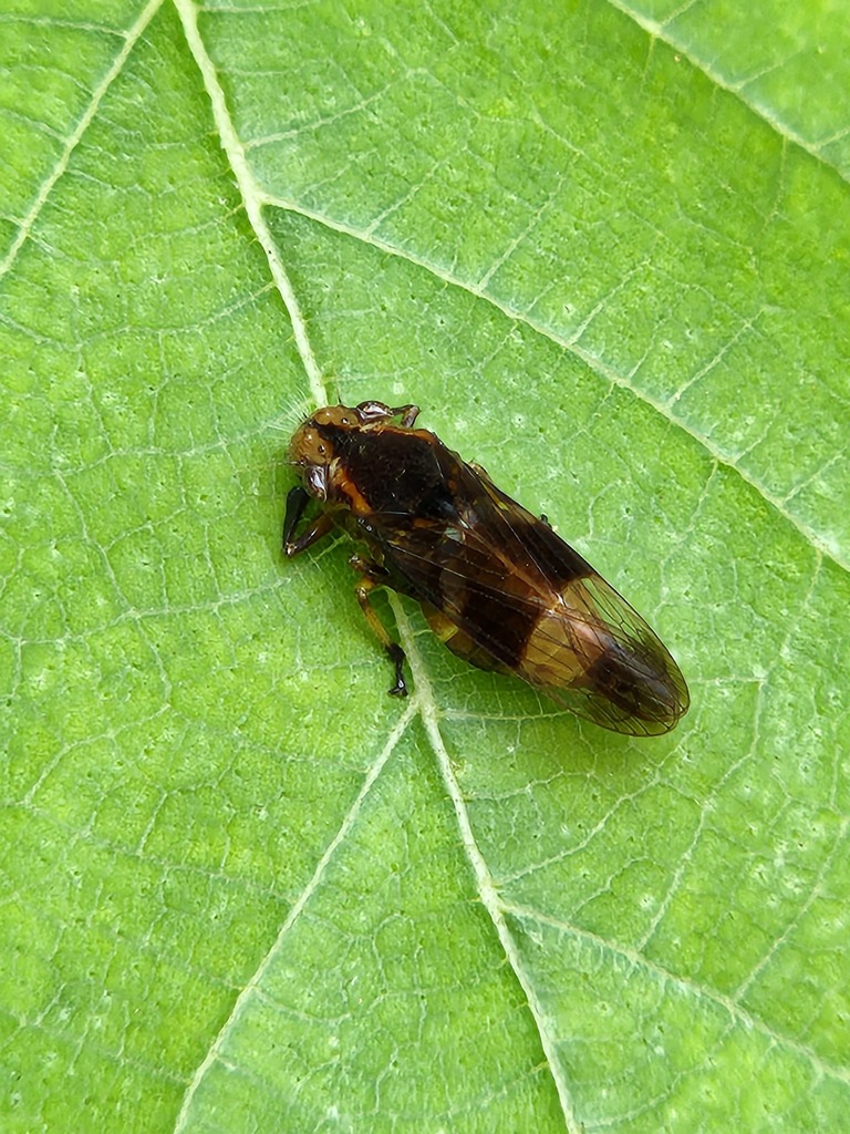 Teletusa limpida