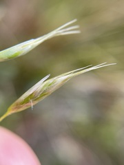 Chionochloa