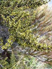 Coprosma pseudocuneata