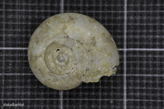 Eopolita protensa
