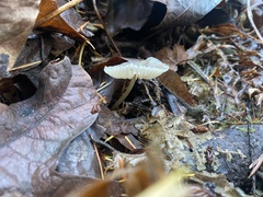 Lepiota atrodisca