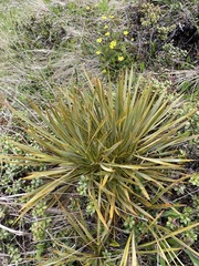 Aciphylla aurea