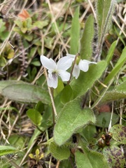 Viola cunninghamii