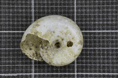 Eopolita protensa