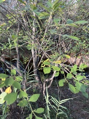 Fraxinus berlandieriana