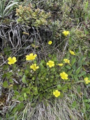 Ranunculus enysii