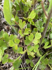 Ranunculus enysii
