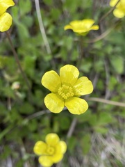 Ranunculus enysii