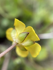 Ranunculus enysii