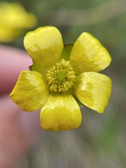 Ranunculus enysii