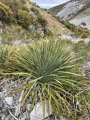 Aciphylla