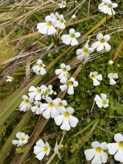 Ourisia caespitosa