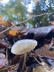 Lepiota atrodisca