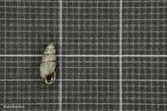 Cochlicopa lubrica
