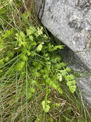 Anisotome aromatica