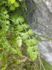 Anisotome aromatica