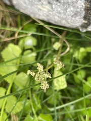 Anisotome aromatica