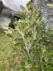 Olearia avicenniifolia