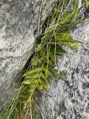 Asplenium lyallii
