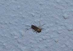 Culiseta longiareolata