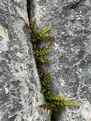 Asplenium lyallii