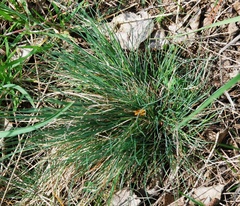 Festuca valesiaca