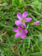 Oxalis