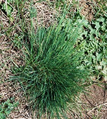 Festuca valesiaca