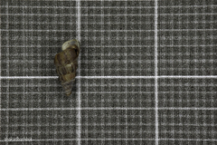 Cochlostoma septemspirale