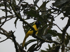 Cyanocorax yncas yncas