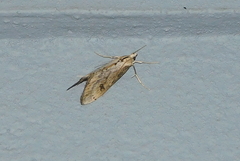 Evergestis isatidalis