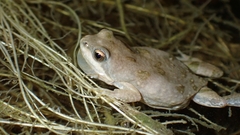Cacosternum boettgeri