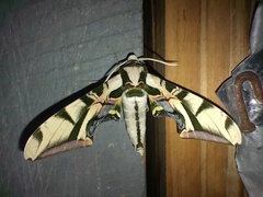 Batocnema coquerelii