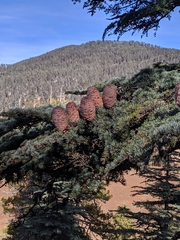 Cedrus libani