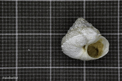 Xerocrassa tuberculosa