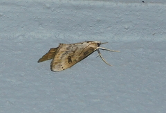 Evergestis isatidalis