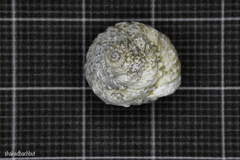 Xerocrassa tuberculosa