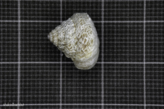 Xerocrassa tuberculosa