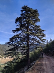 Cedrus libani