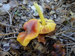 Hygrocybe conica
